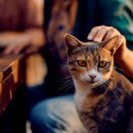 Niesamowite historie kotów, które uratowały swoich właścicieli